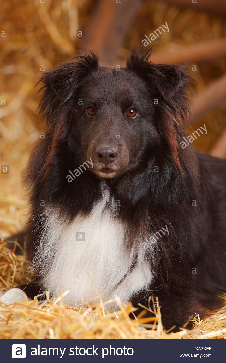 Black And White Sheepdog High Resolution Stock Photography and Images