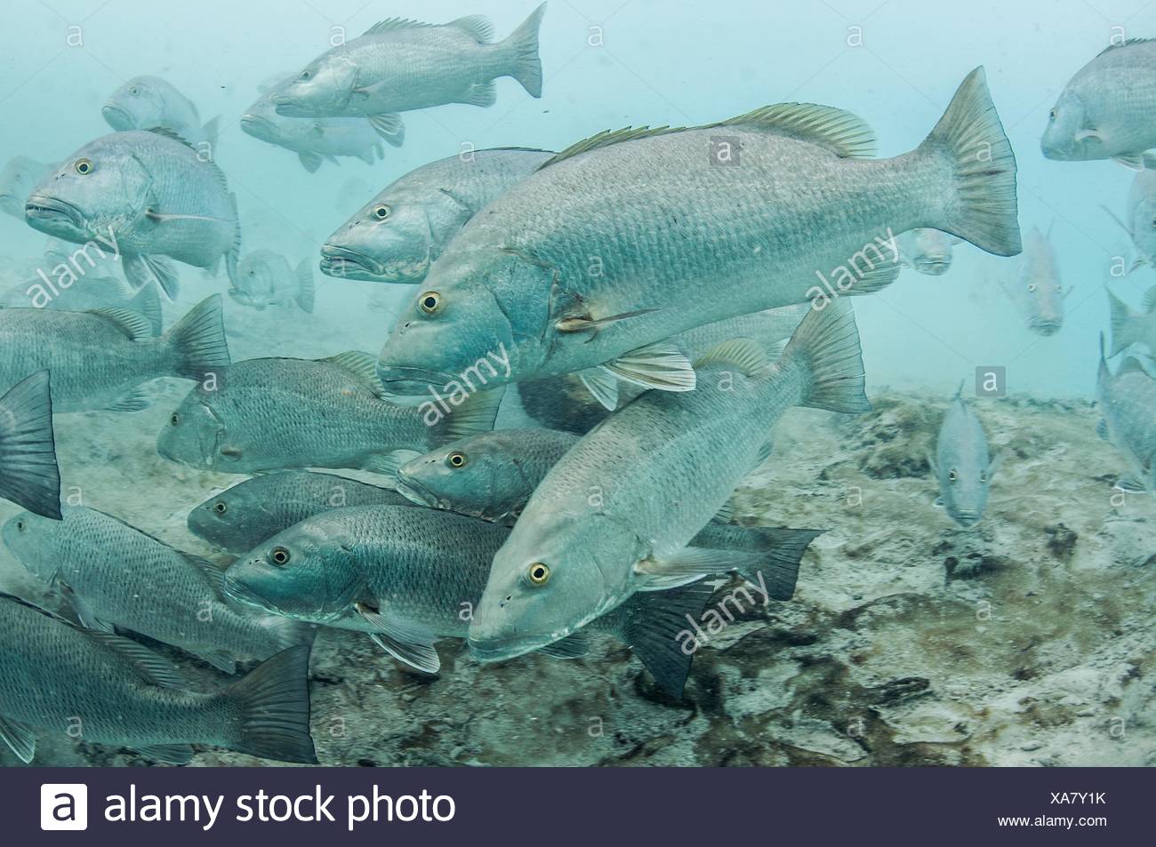 Underwater View Of Large Cubera Snapper Schools Gathering