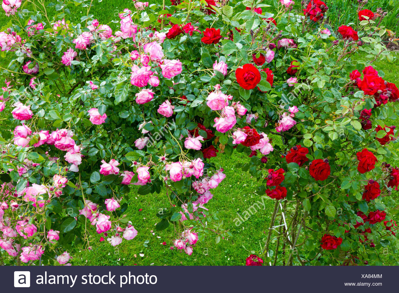 Beautiful Red And Pink Climbing Roses In Summer Garten Stock Photo