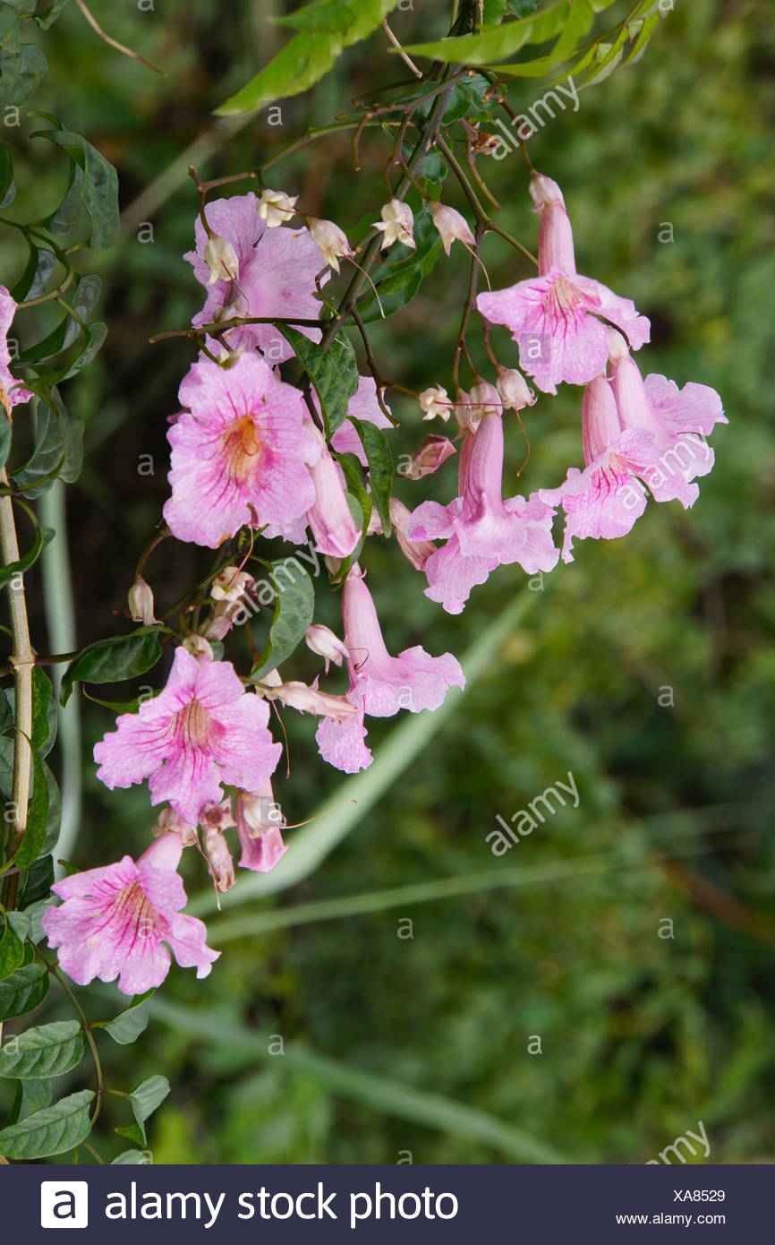 Rosa Trompetenwein (Podranea ricasoliana), auch Weitschlundige Bignonie, Canico, Madeira, Portugal Stock Photo
