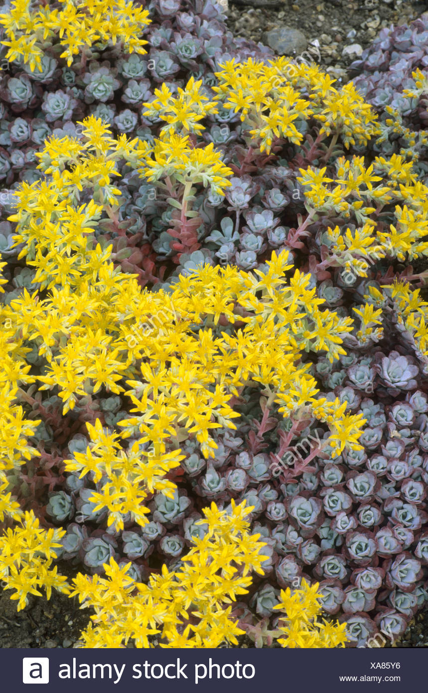 Sedum Spathulifolium Purpureum High Resolution Stock Photography and ...