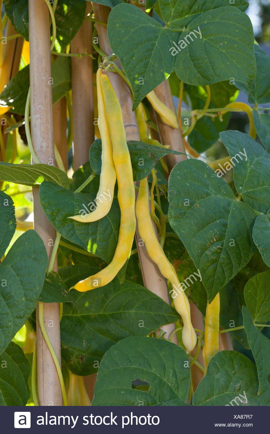 Kidney Bean Plant Garden Stock Photos & Kidney Bean Plant Garden Stock