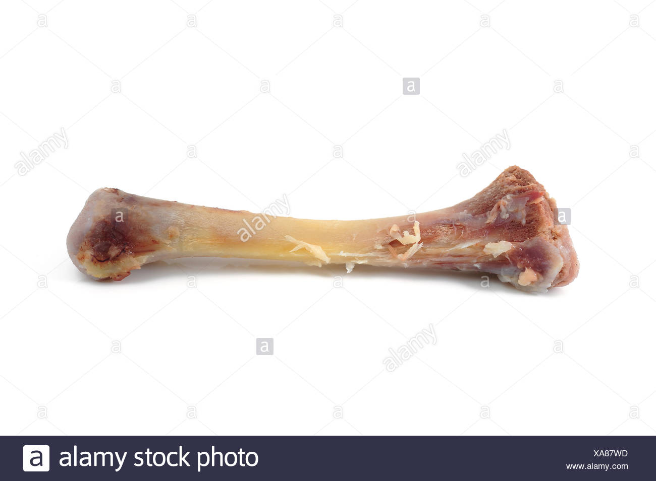 Chicken Skeleton High Resolution Stock Photography And Images Alamy Chicken Skeleton High Resolution Stock Photography And Images Alamy