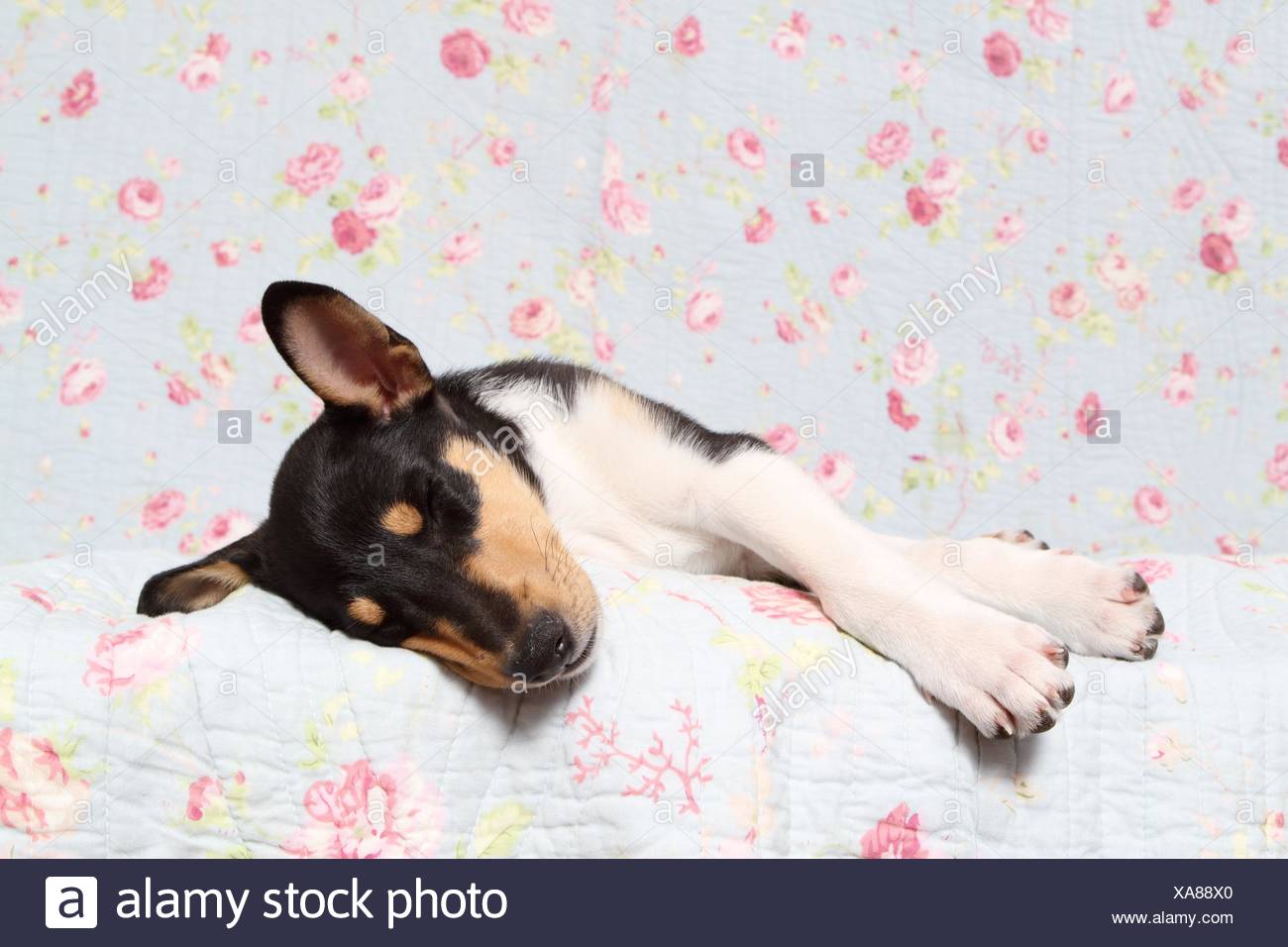 Tired Collie Stock Photos Tired Collie Stock Images Alamy