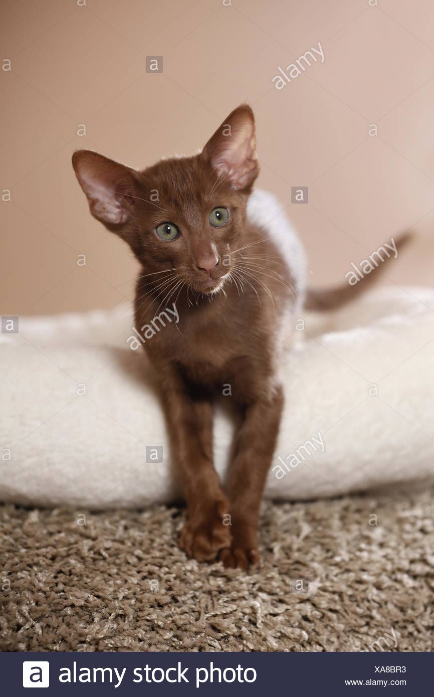 Oriental Shorthair Kitten Stock Photo 281697335 Alamy