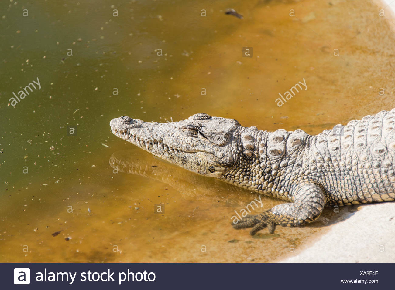Nile Crocodiles (Crocodylus niloticus), crocodile ranch, Otjiwarongo, Namibia Stock Photo