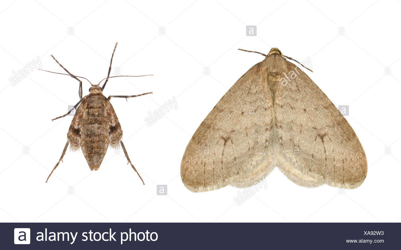 Operophtera Fagata Stock Photos & Operophtera Fagata Stock Images Alamy