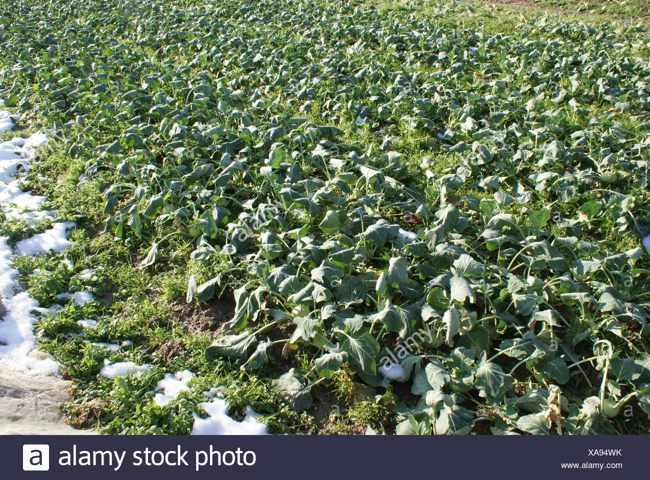 German Turnips High Resolution Stock Photography and Images Alamy