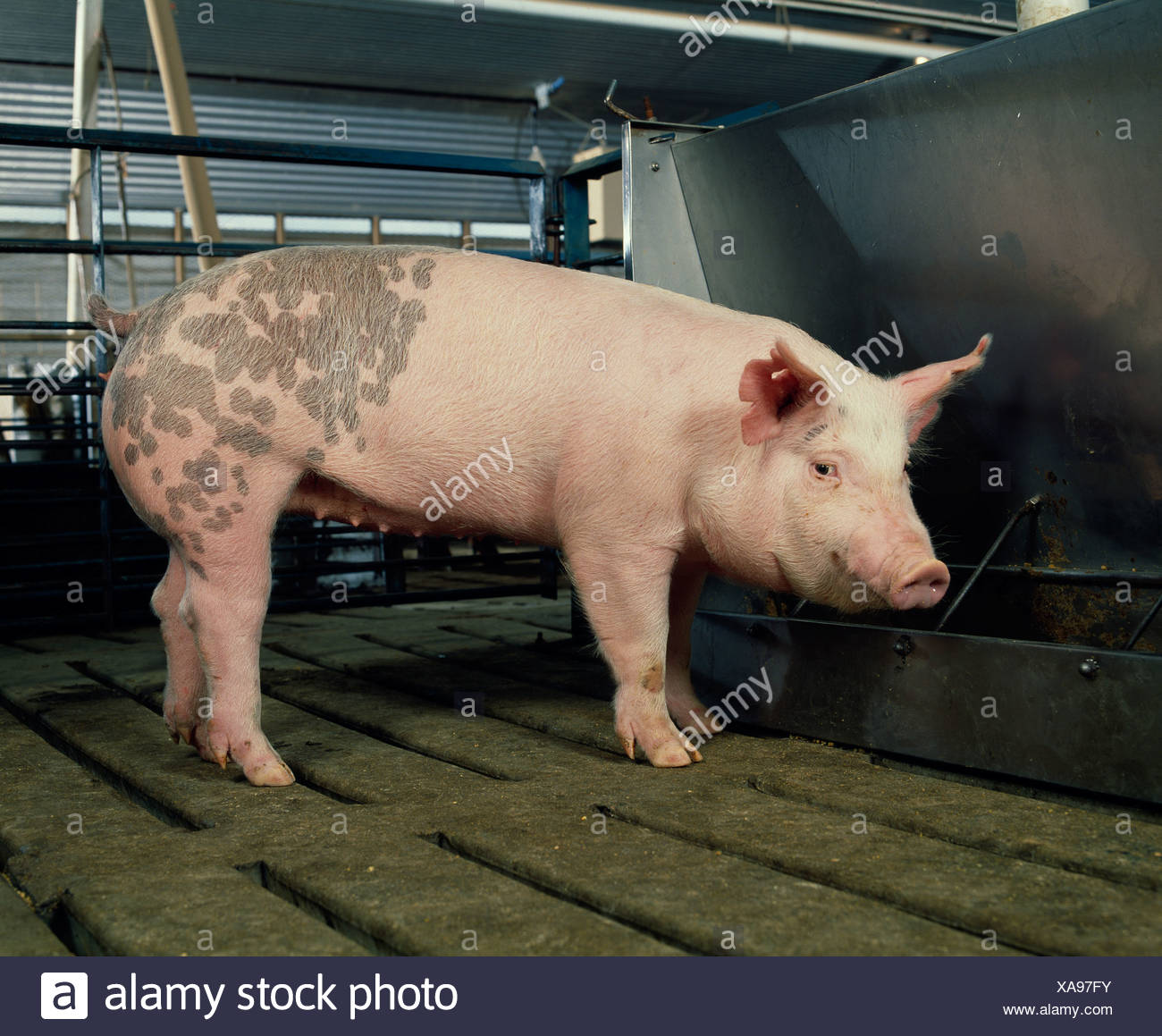Feeder Hog Stock Photos Feeder Hog Stock Images Page 2 Alamy