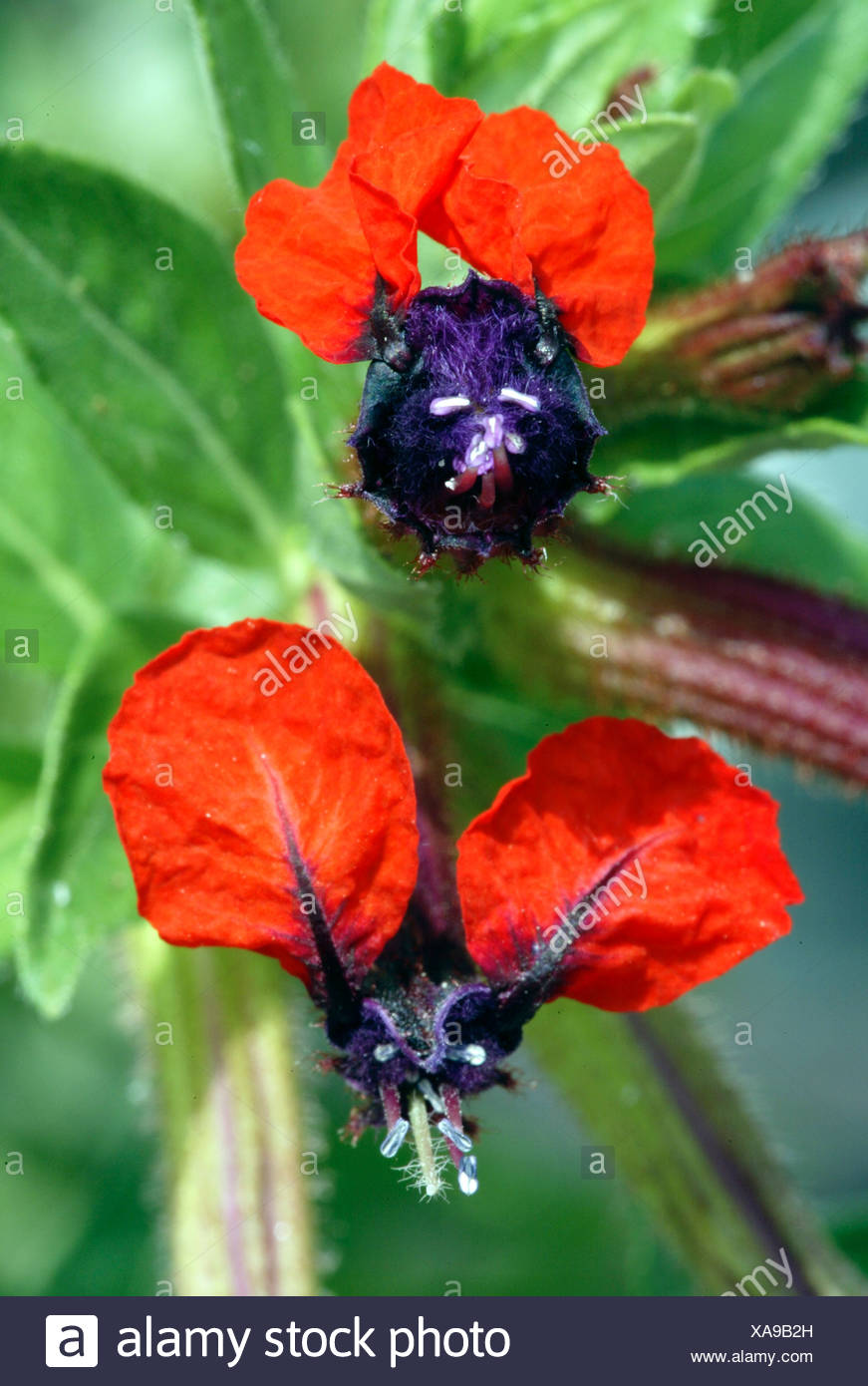 Cuphea Llavea High Resolution Stock Photography And Images Alamy