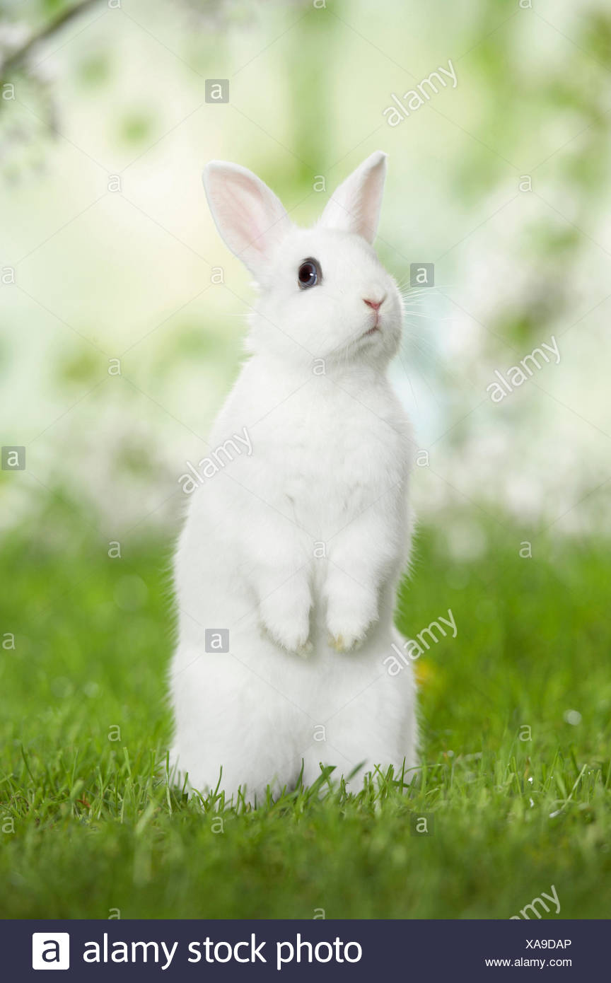 white dwarf rabbit