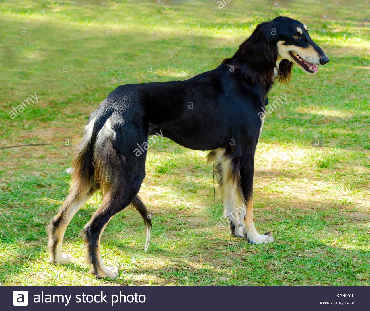 black saluki