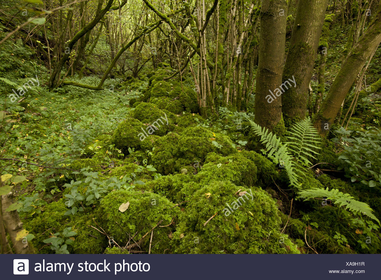 Moist Deciduous Forests High Resolution Stock Photography and Images