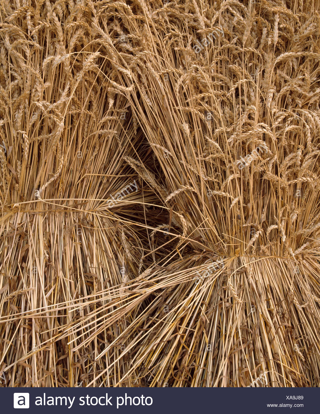 Dry Wheat Bundles Stock Photos & Dry Wheat Bundles Stock Images - Alamy