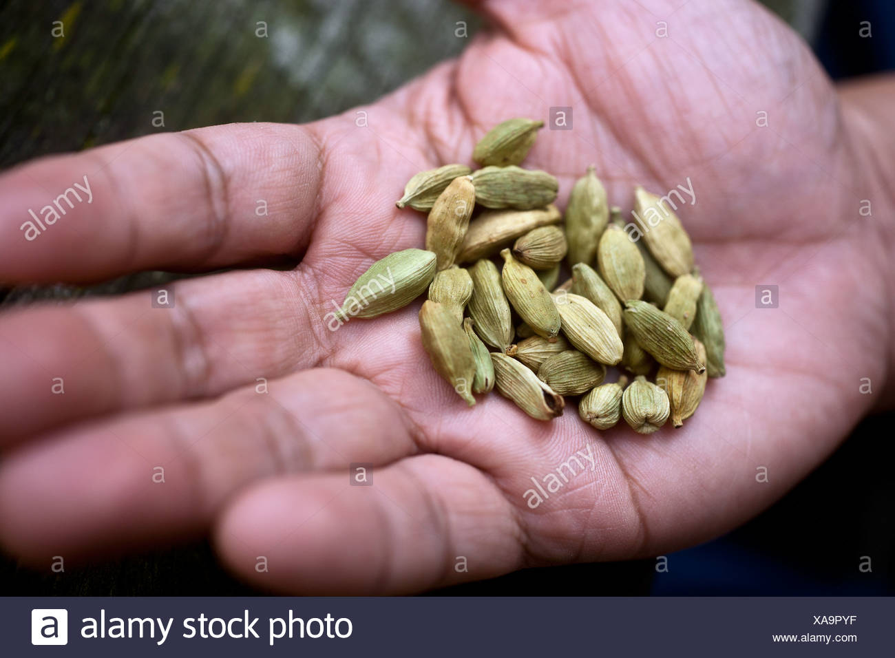 Cardamom Pods Elettaria Cardamomum Zingiberaceae Stock Photos