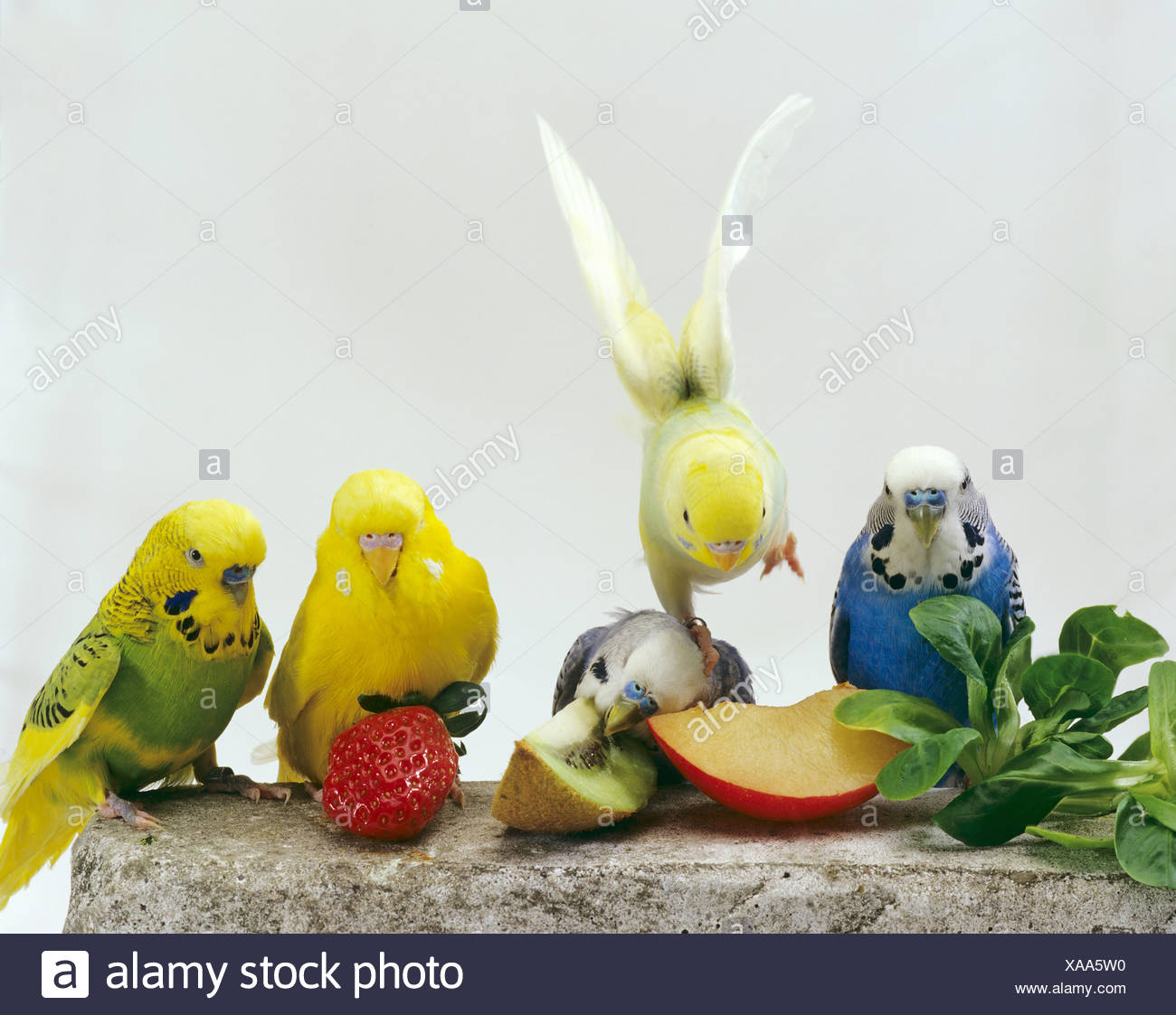 Bird Eating Fruits High Resolution Stock Photography and Images Alamy
