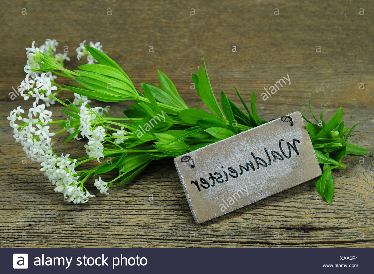 plants flowers Stock Photo
