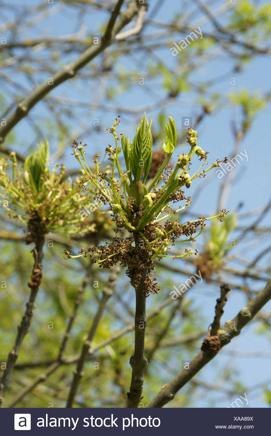 Ash Tree Bud High Resolution Stock Photography and Images Alamy