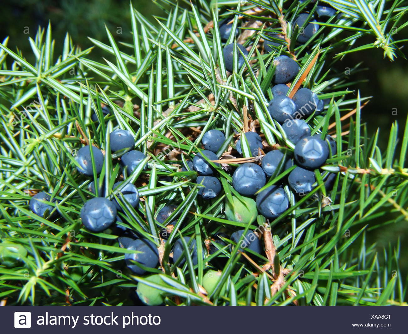 blue juniper juniper berry blue macro close-up macro admission close up view Stock Photo