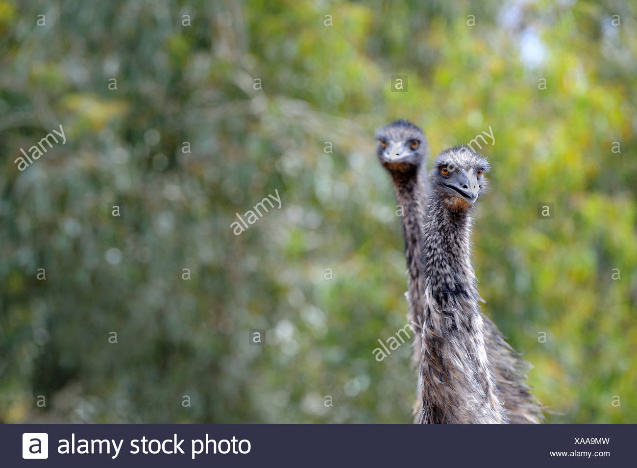 Emus Looking Toward Camera Head Neck Only Australia Stock Photo