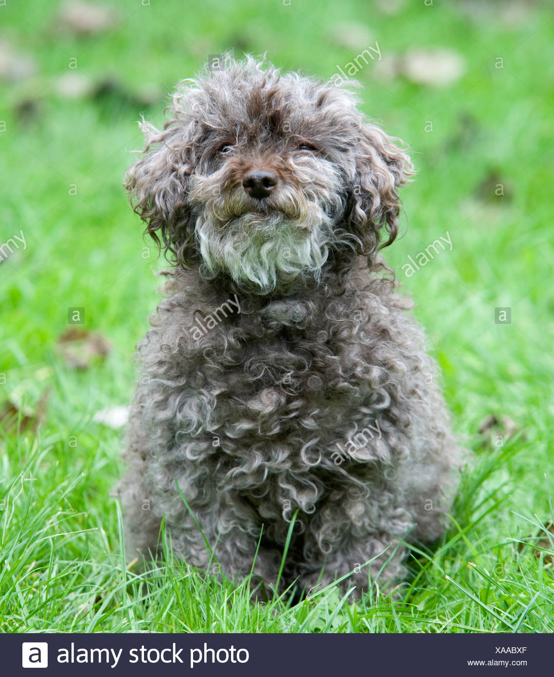 bichon frise grey and white