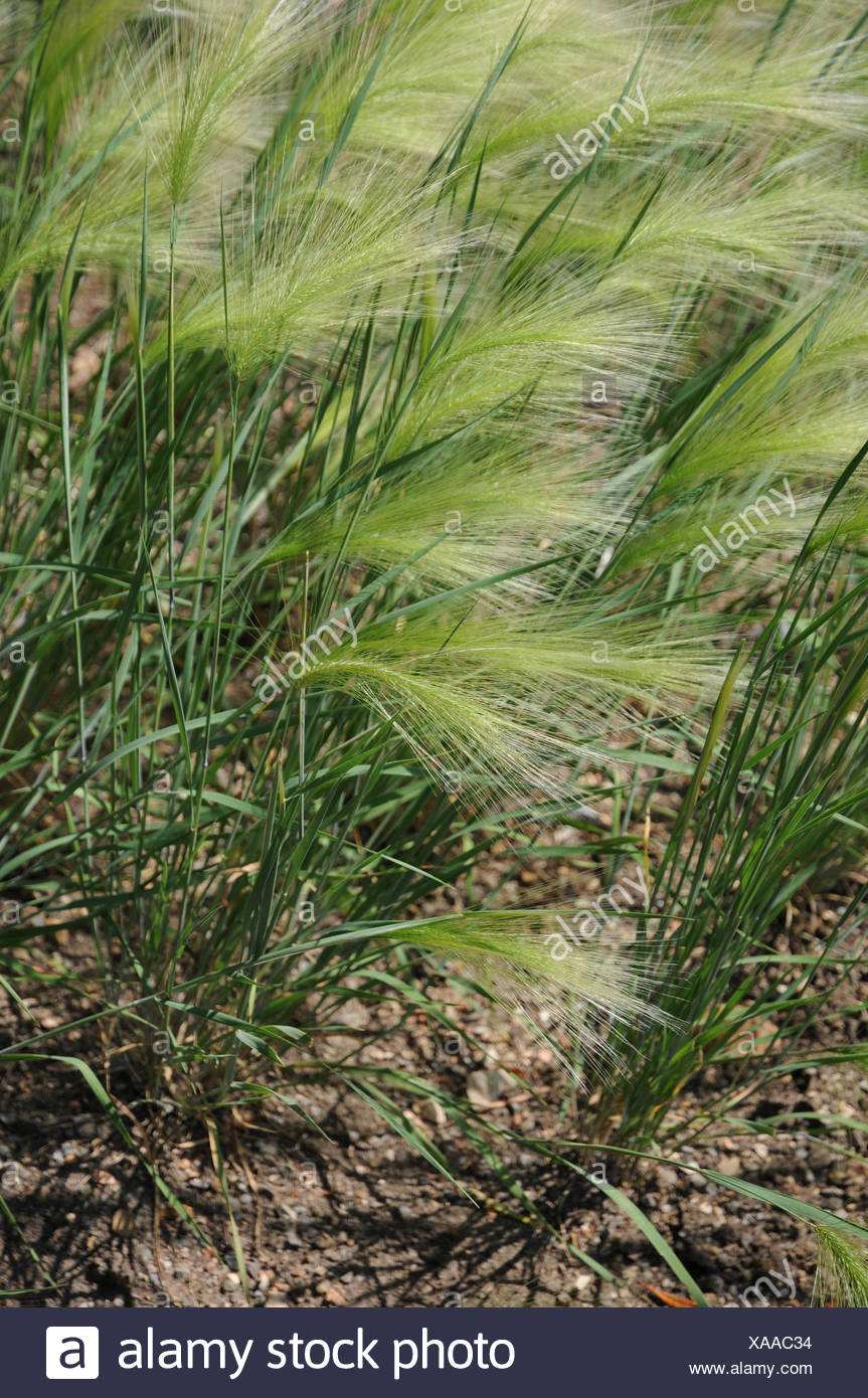 Hordeum Jubatum Stock Photos & Hordeum Jubatum Stock Images - Alamy