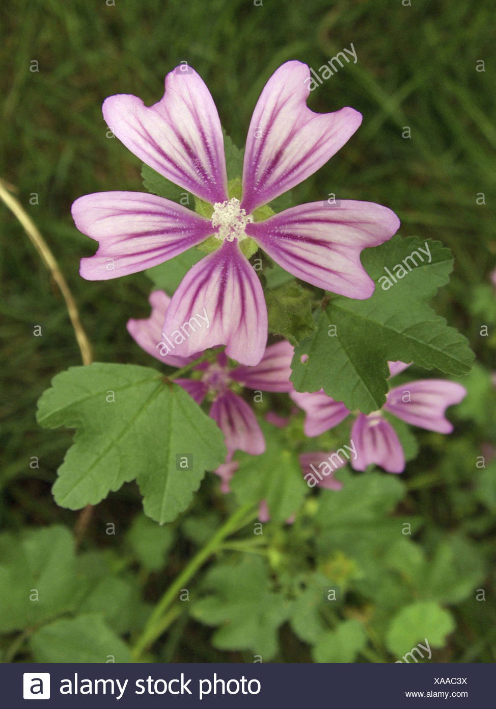 Common Mallow Blue Mallow High Mallow High Cheeseweed Malva Sylvestris Flower And Leaf Germany North Rhine Westphalia Stock Photo Alamy Common Mallow Blue Mallow High Mallow High Cheeseweed Malva Sylvestris Flower And Leaf Germany North Rhine Westphalia Stock Photo Alamy