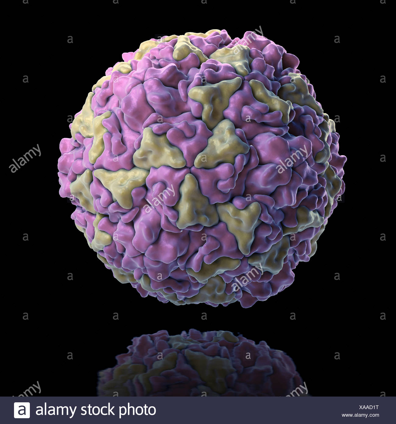 Structure Human Rhinovirus (PDB 4RHV). Rhinoviruses are ...