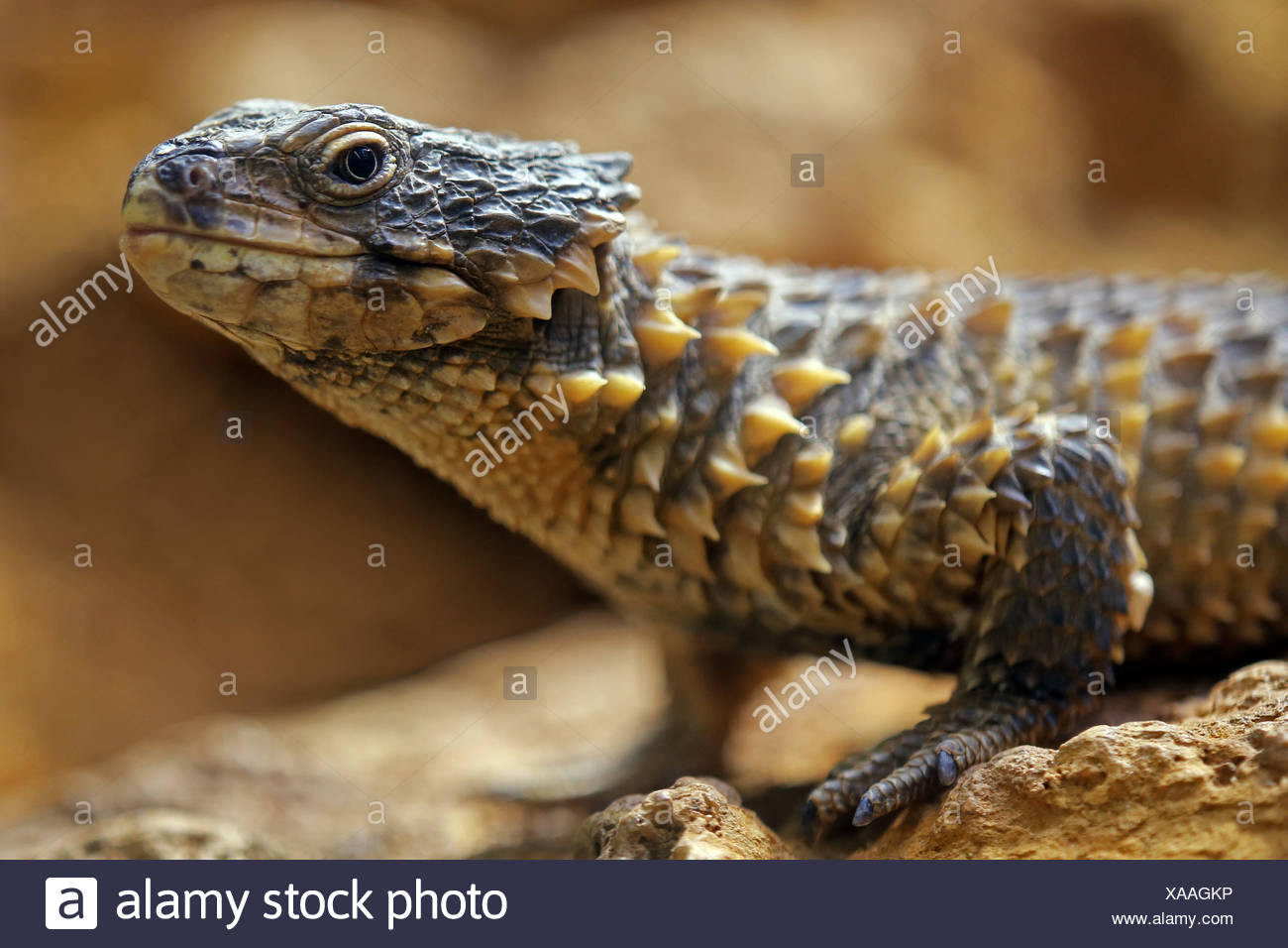 Skinkartige High Resolution Stock Photography and Images - Alamy