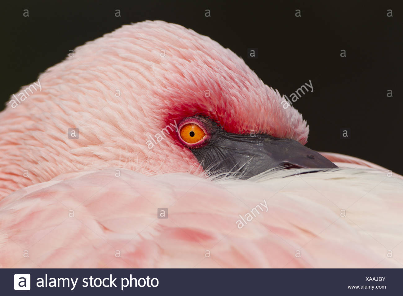 Phoenicopteriformes Stock Photos & Phoenicopteriformes Stock Images Alamy