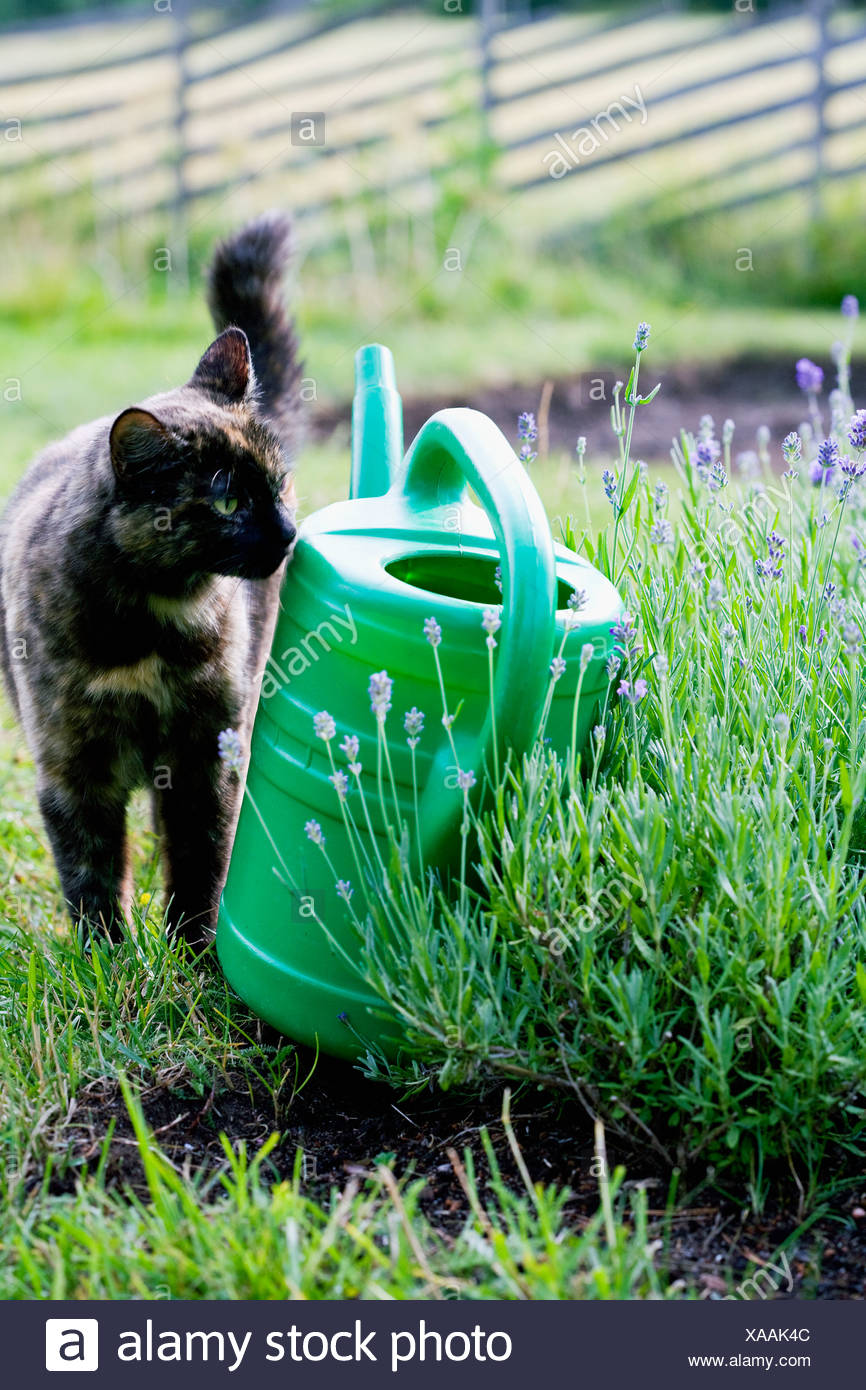 cat water jug