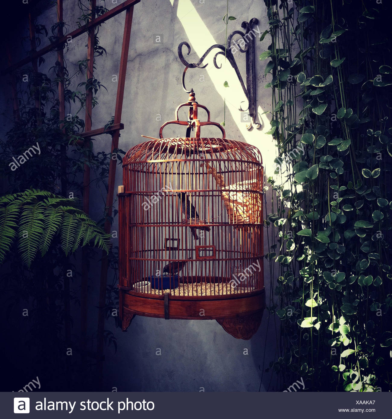 Hanging Bird Cage High Resolution Stock Photography and Images Alamy