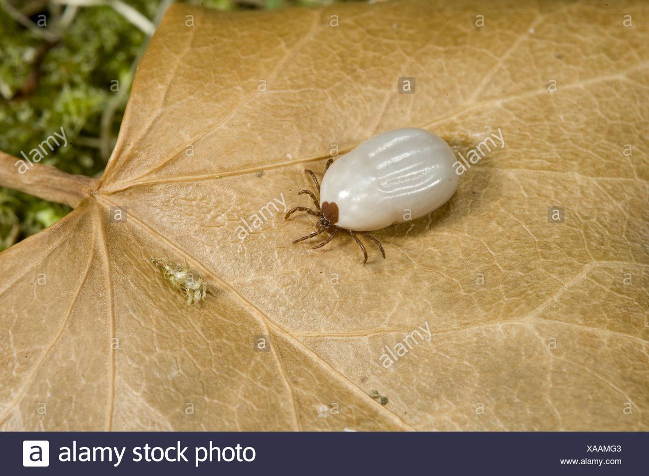 Wood Tick Stock Photos & Wood Tick Stock Images Alamy