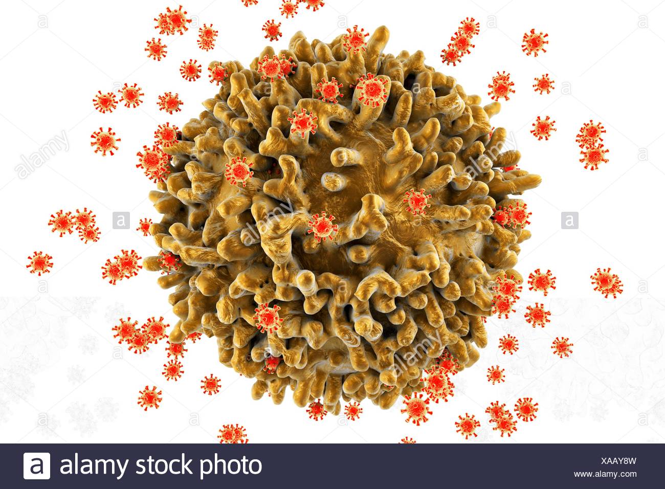 Cd4 T Cell High Resolution Stock Photography and Images - Alamy