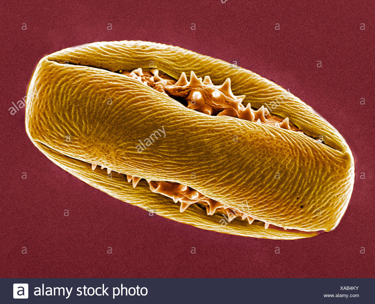 horse chestnut pollen grain