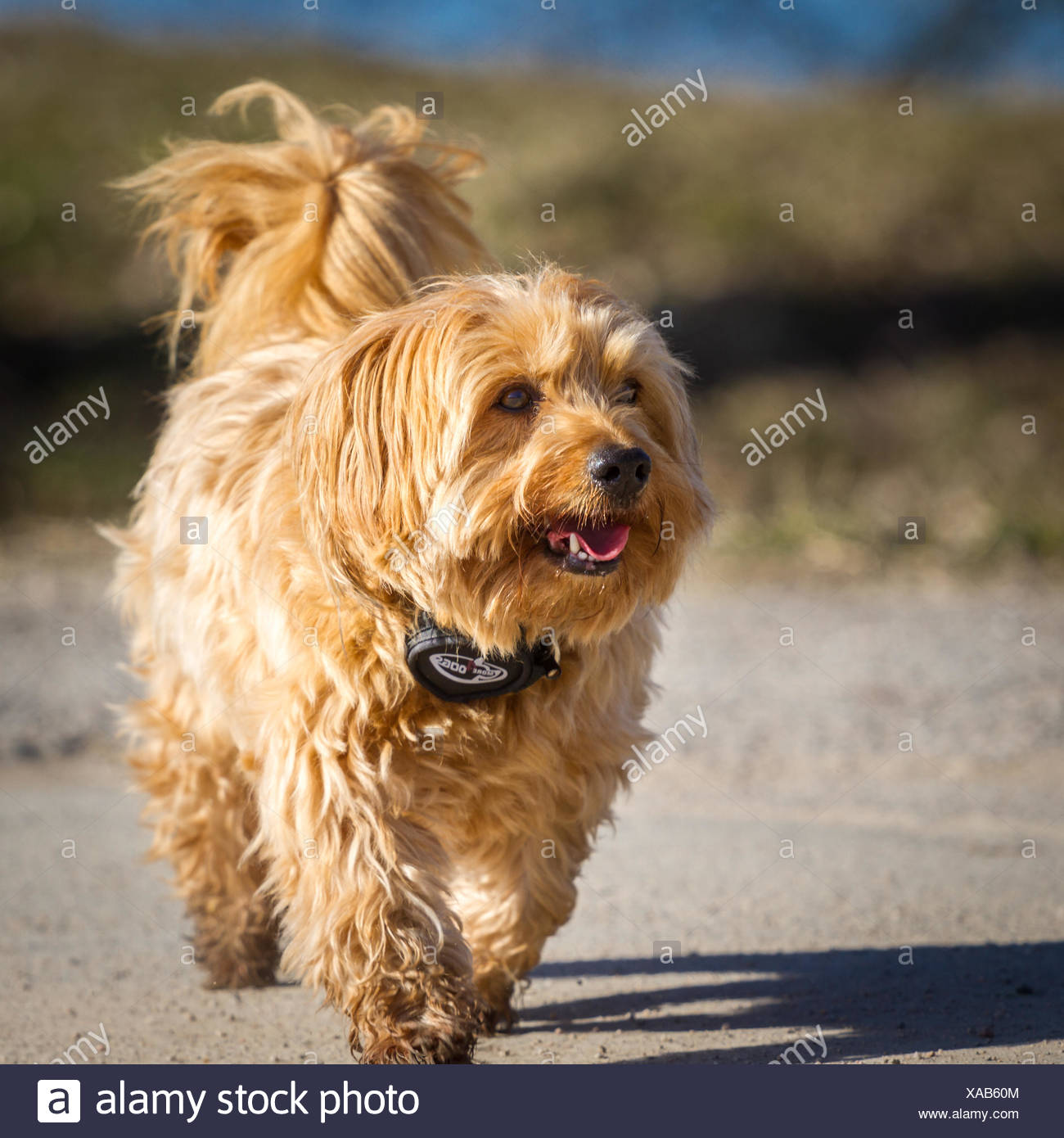 Ein Wunderhubscher Brauner Havaneser Rude Geht Stolz Mit Erhobener Rute Durchs Bild Und Schaut Rechts Aus Dem Foto Stock Photo Alamy