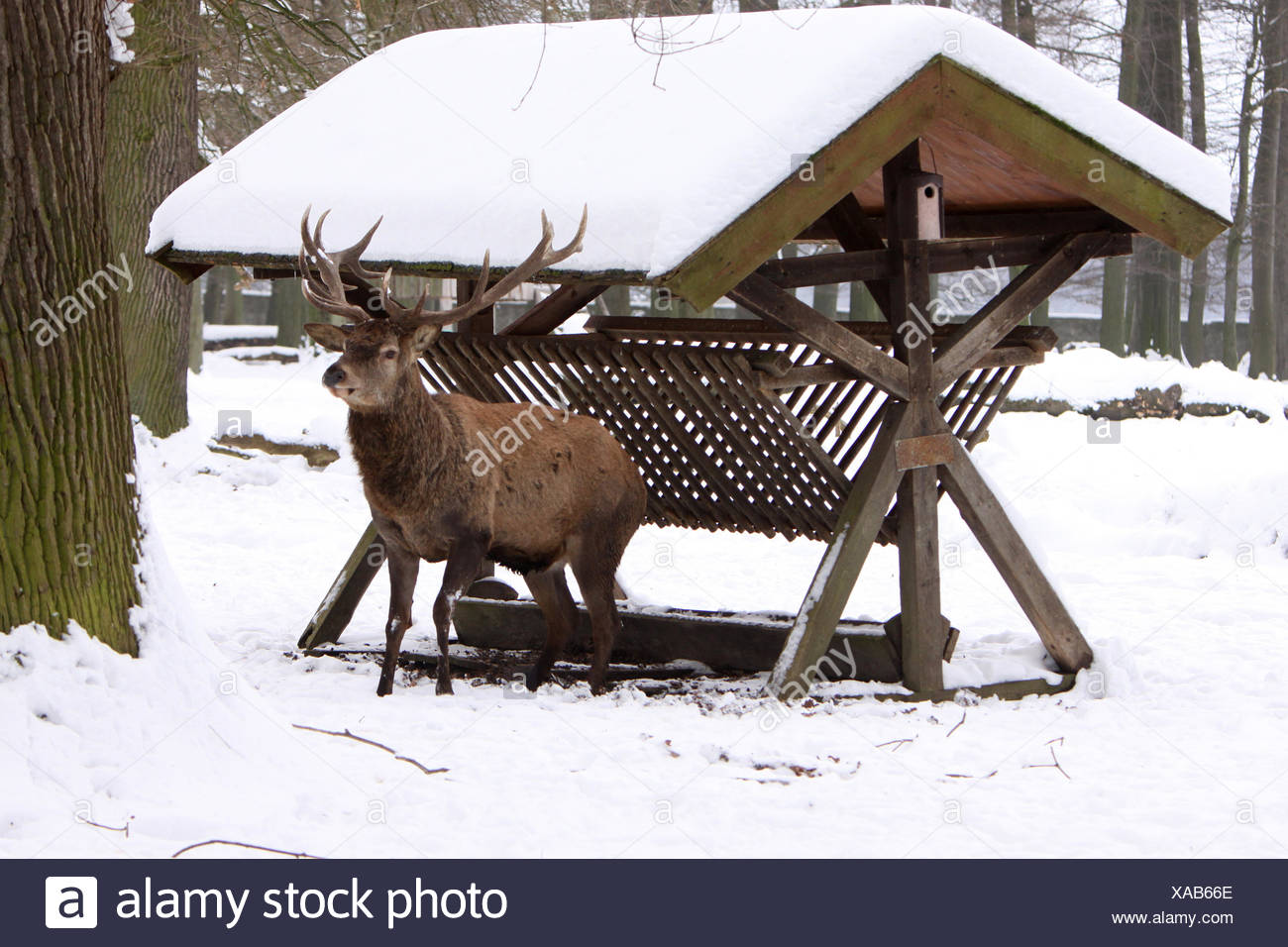 mammal male deer Stock Photo