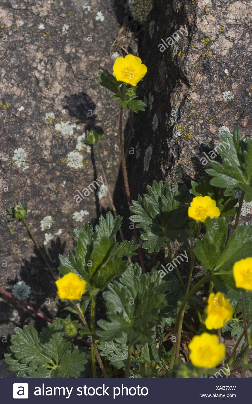 Potentilla Pink Princess Slubne Suknie Info