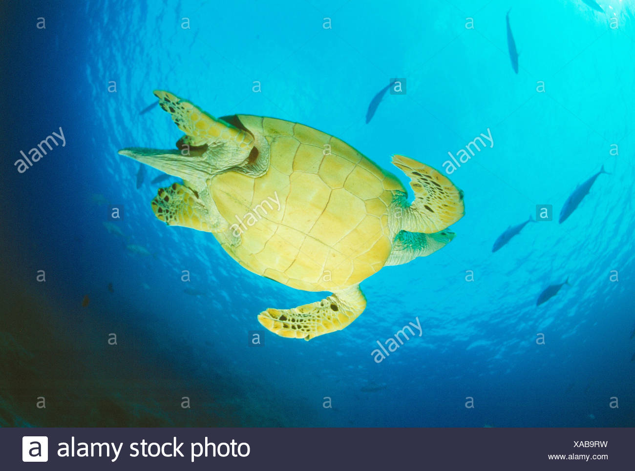 Turtle Swimming High Resolution Stock Photography and Images - Alamy