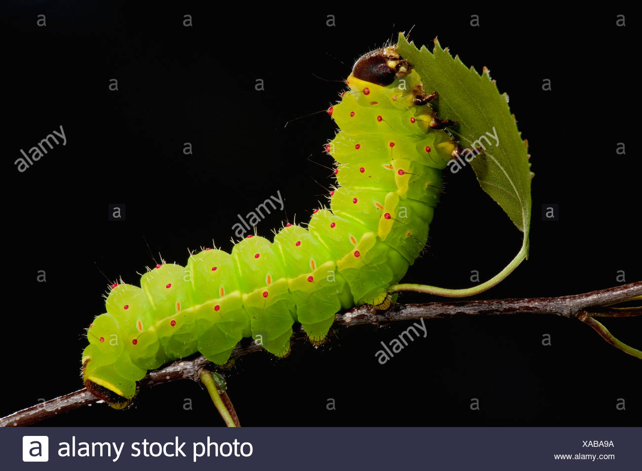 Moon Moth Caterpillar High Resolution Stock Photography And Images Alamy Moon Moth Caterpillar High Resolution Stock Photography And Images Alamy