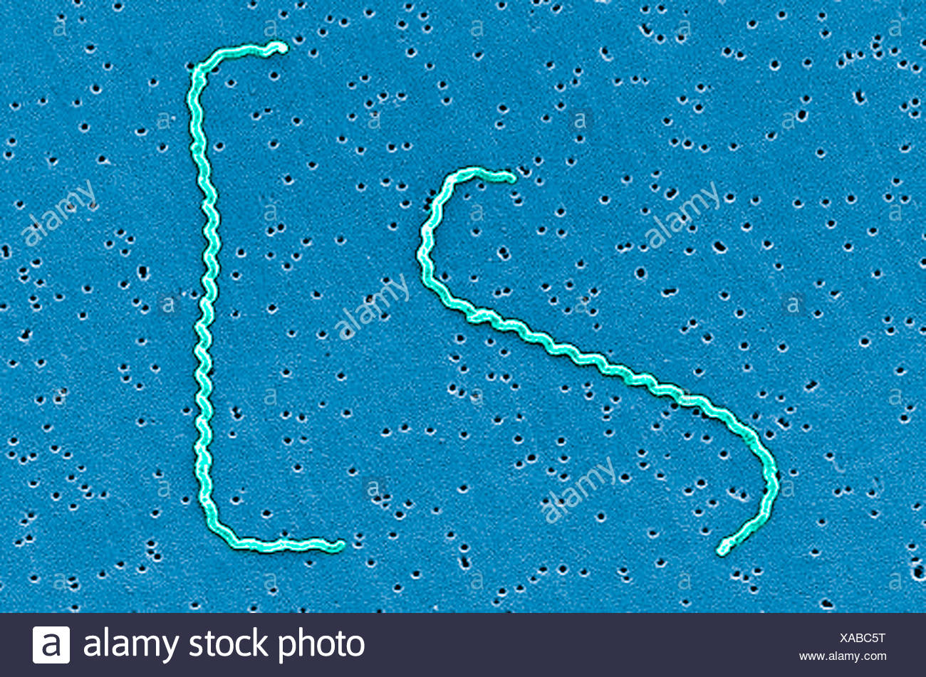 Bacteria Micrograph High Resolution Stock Photography and Images - Alamy