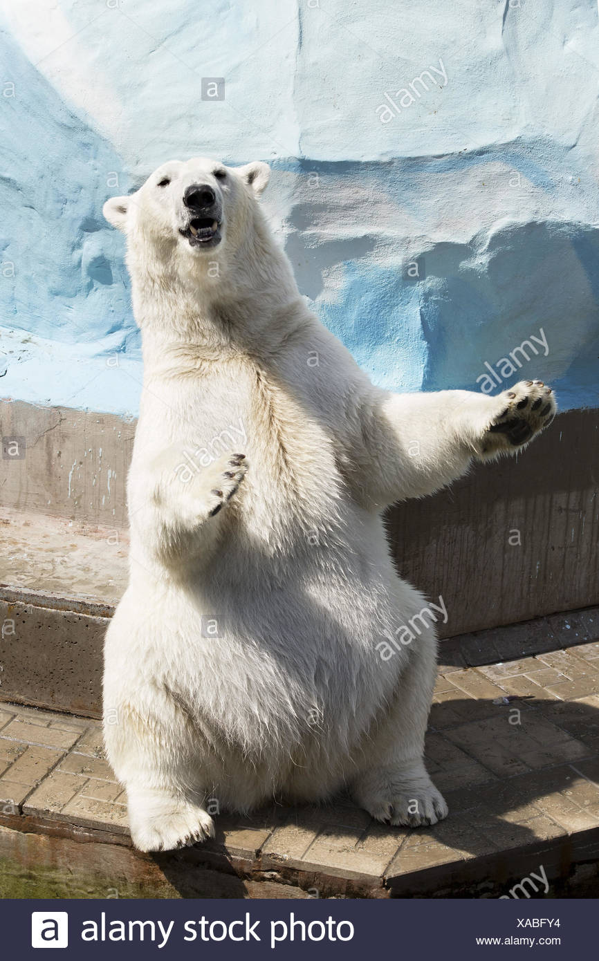 Polar Bear Hind Legs High Resolution Stock Photography and Images - Alamy