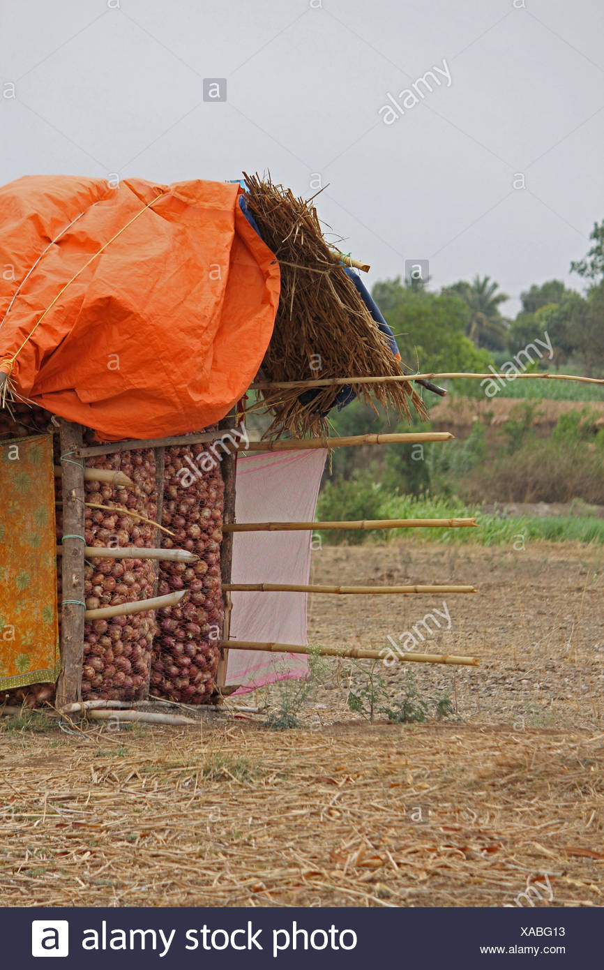 Onion Storage Stock Photos & Onion Storage Stock Images Alamy