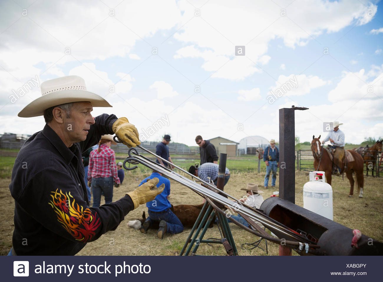 Branding Cow Stock Photos & Branding Cow Stock Images Alamy