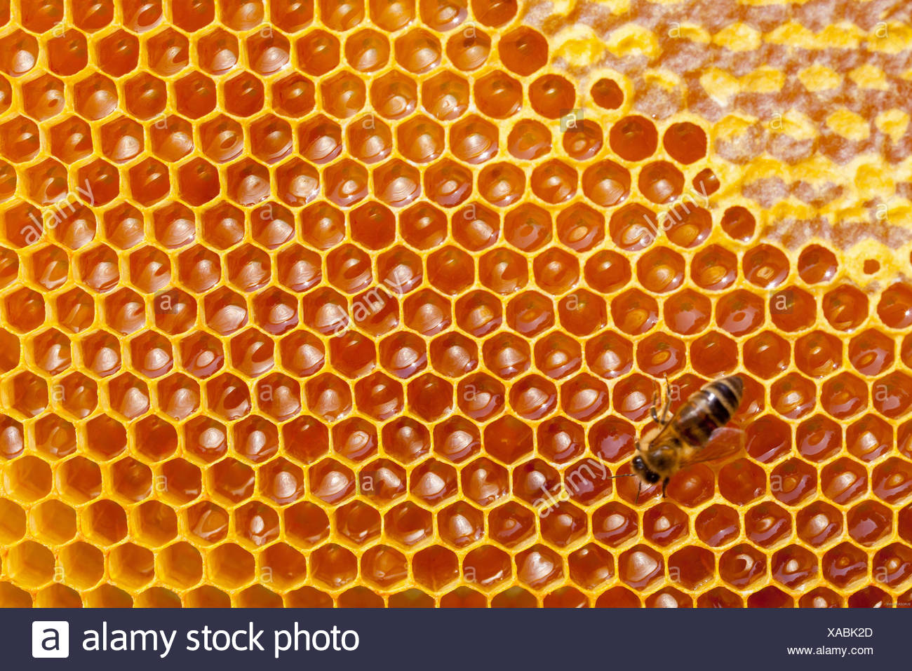 Honey Beehive Cell Stock Photos & Honey Beehive