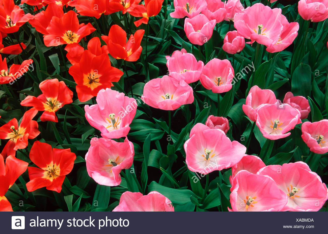 Tulips Tulpen Pflanzen Plants Liliengewaechse Liliaceae Flowers