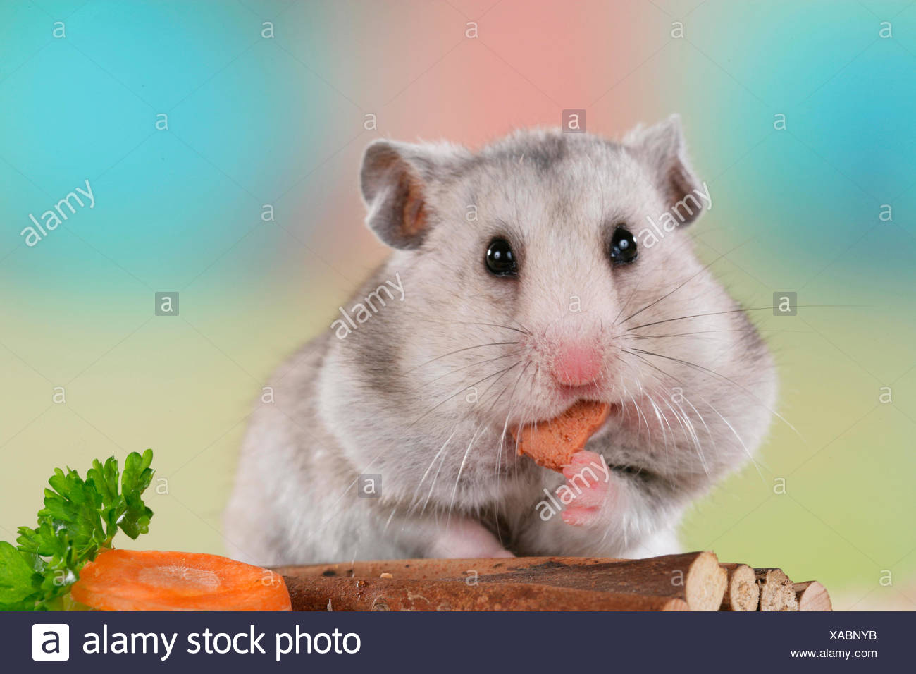Golden Hamster Pet Hamster Mesocricetus Auratus Adult Eating Vegetables Germany Stock Photo Alamy Golden Hamster Pet Hamster Mesocricetus Auratus Adult Eating Vegetables Germany Stock Photo Alamy