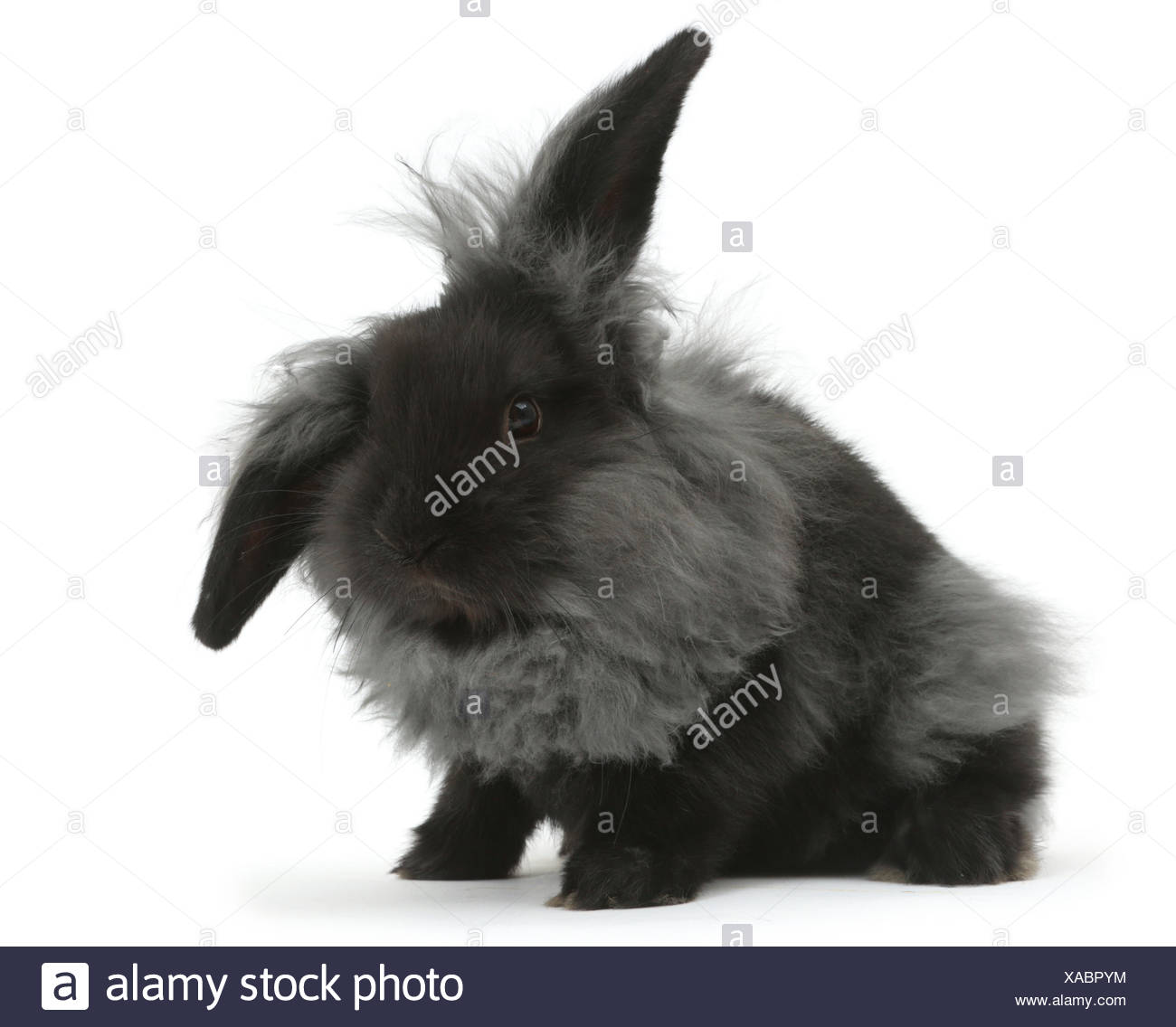 lionhead x lop rabbit