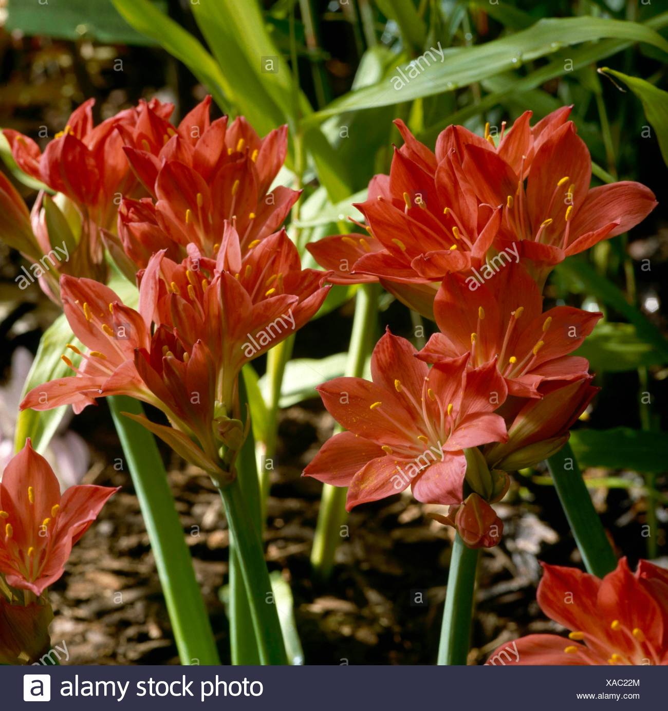 Cyrtanthus High Resolution Stock Photography and Images Alamy