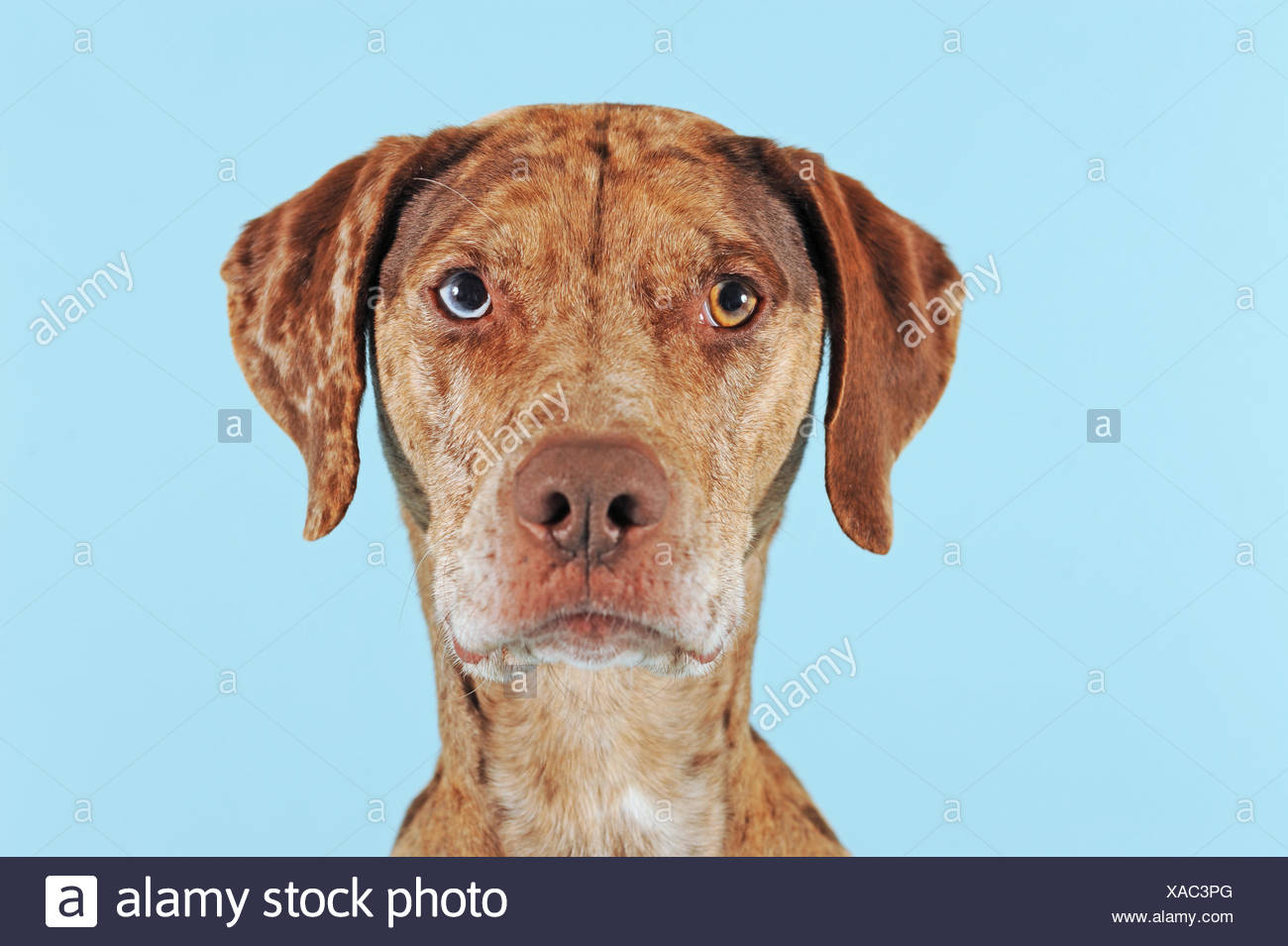 catahoula vizsla mix